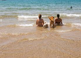 En Tarragona hay una docena de playas aptas para perros. Foto: À. Ullate