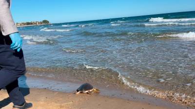 La tortuga, cuidada por el Centre de Recuperació d’Animals Marins, fue devuelta al mar en la playa del Regueral. FOTO: Júlia Vernet