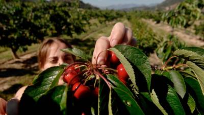La cirera és el principal cultiu de fruita dolça de la Ribera d’Ebre. Foto: J. Revillas