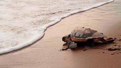 Una tortuga marina liberada al mar por el CRAM. Foto: CRAM