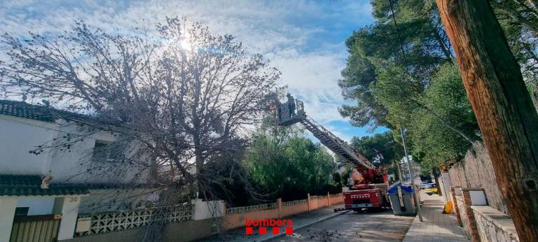 El árbol que se ha caído en Segur de Calafell. Foto: Bombers de la Generalitat