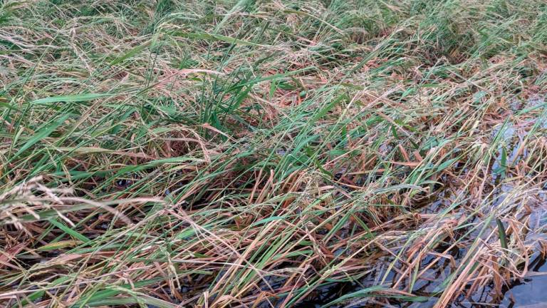 Imatge de l’arròs afectat per la pedregada. Foto: Cedida a l’ACN