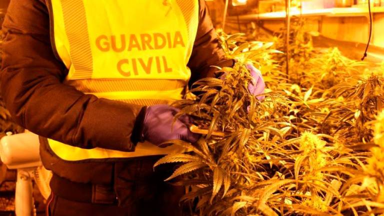Imagen de una operación de la Guardia Civil contra el cultivo ilegal de marihuana. FOTO: GC