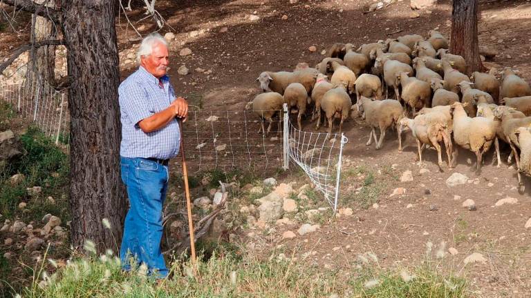 Un pastor i el seu ramat acompanyaran en el recorregut. Foto: Consell Comarcal del Baix Penedès