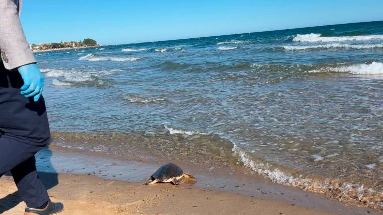 La tortuga, cuidada por el Centre de Recuperació d’Animals Marins, fue devuelta al mar en la playa del Regueral. FOTO: Júlia Vernet