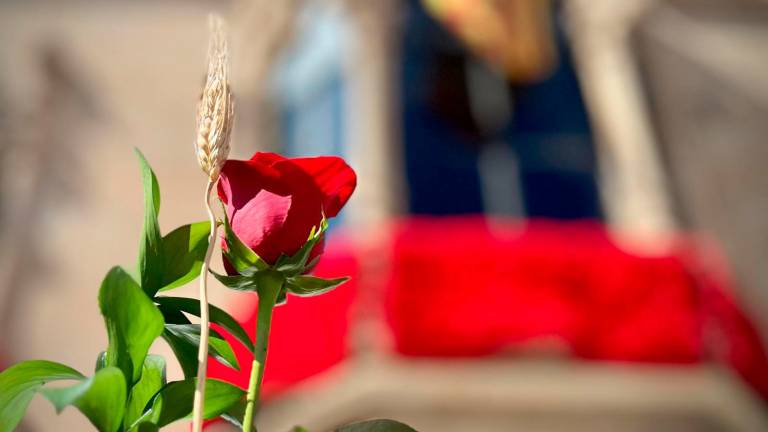 Imatge d’una rosa al Mercadal. Foto: Alfredo González