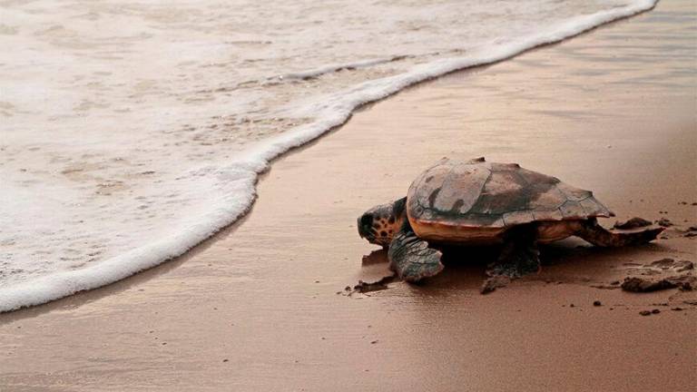 Una tortuga marina liberada al mar por el CRAM. Foto: CRAM