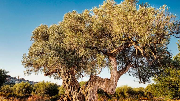El olivo milenario premiado de La Sénia. Foto: DT