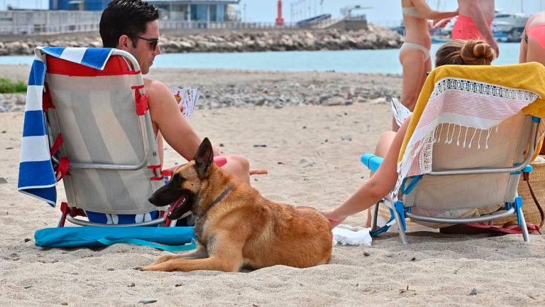 Usuario de la playa de la Riera d’Alforja de Cambrils con su perro. Foto: Alfredo González