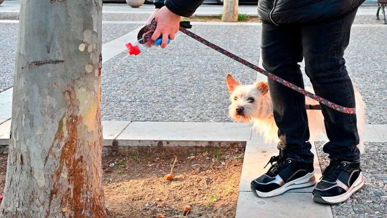 Un dueño de perro limpiando la orina de su mascota. Foto: DT