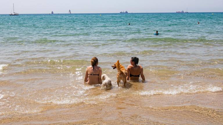 El Ayuntamiento quiere habilitar una zona de la playa para las mascotas. Foto: Àngel Ullate