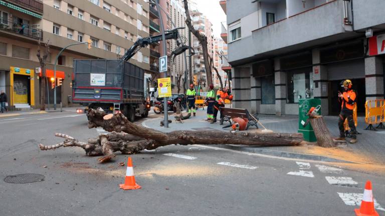 Uno de los árboles talados en la calle Ramon y Cajal. Foto: Eloi Tost/ACN