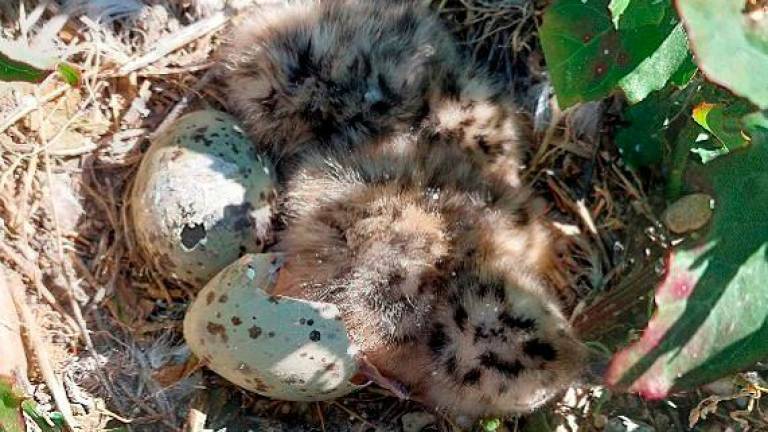 Respecto a 2023 se han contado 49 nidos más. Foto: Cedida