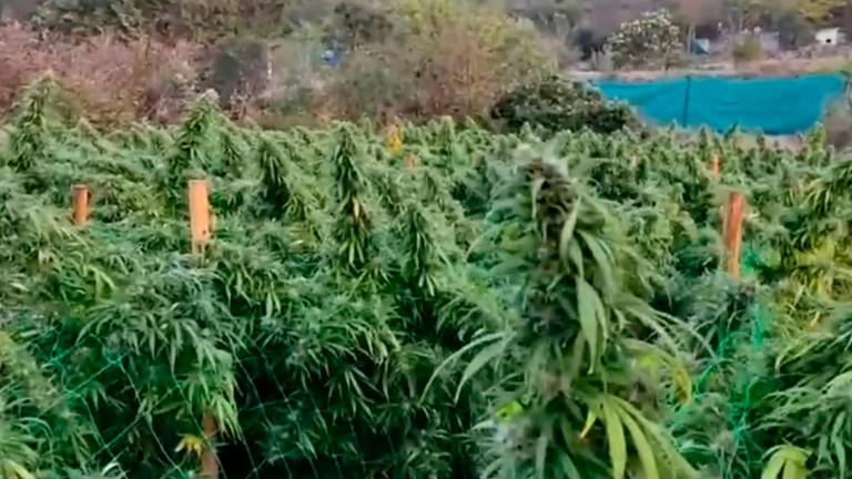 La plantación de marihuana de Riudecols. Foto: Mossos
