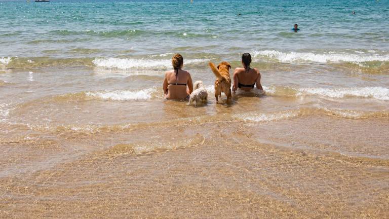 En Tarragona hay una docena de playas aptas para perros. Foto: À. Ullate