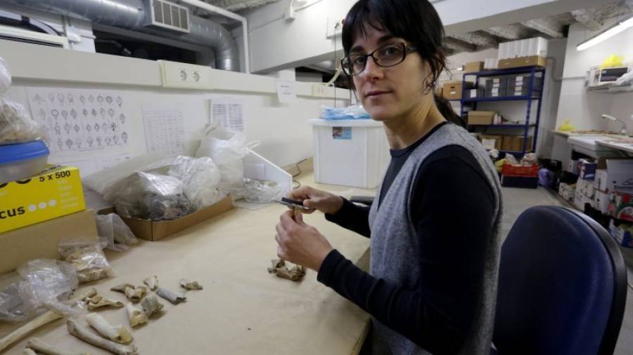 La investigadora Lídia Colominas, en el laboratorio del ICAC estudiando restos óseos de animales encontrados en época romana. Foto: Lluís Milián