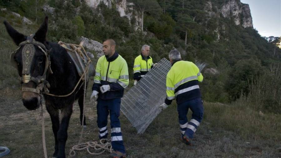 Treballadors d´una empresa especialitzada de Monroyo traslladen el material necessari per als treballs en mules de càrrega. Foto: andreu caralt
