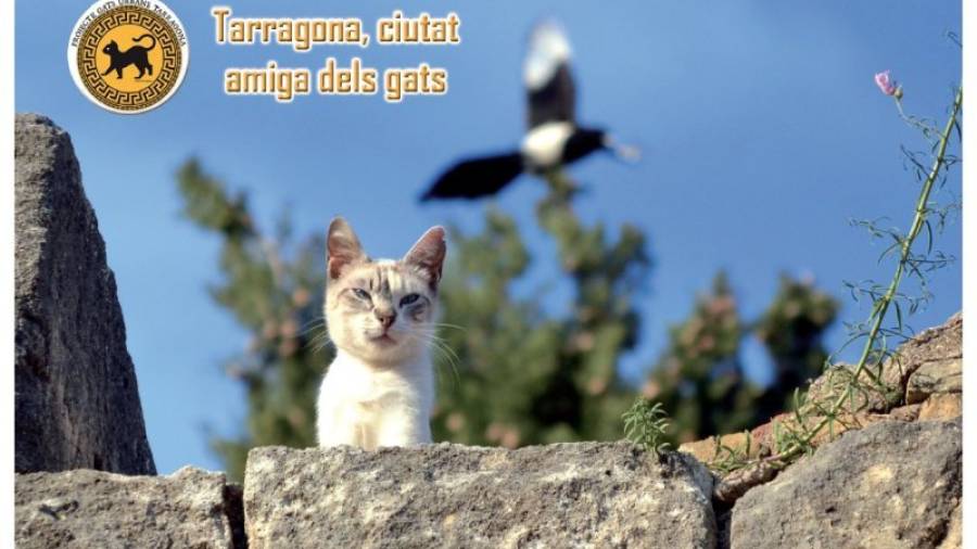 Una de la postales que se ha editado para impulsar la idea del gato urbano como parte del patrimonio de Tarragona. Foto: Cedida