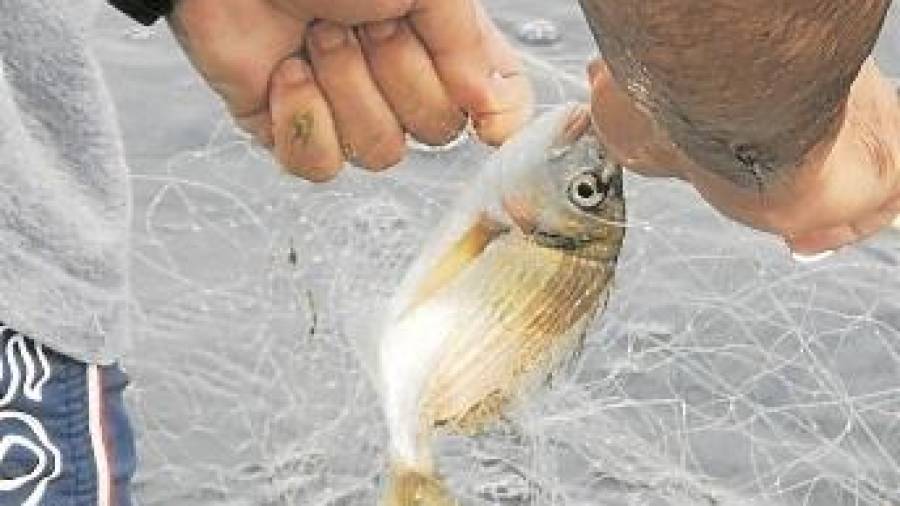 T&eacute;cnica para coger los peces con las manos. FOTO: Ebrepesca
