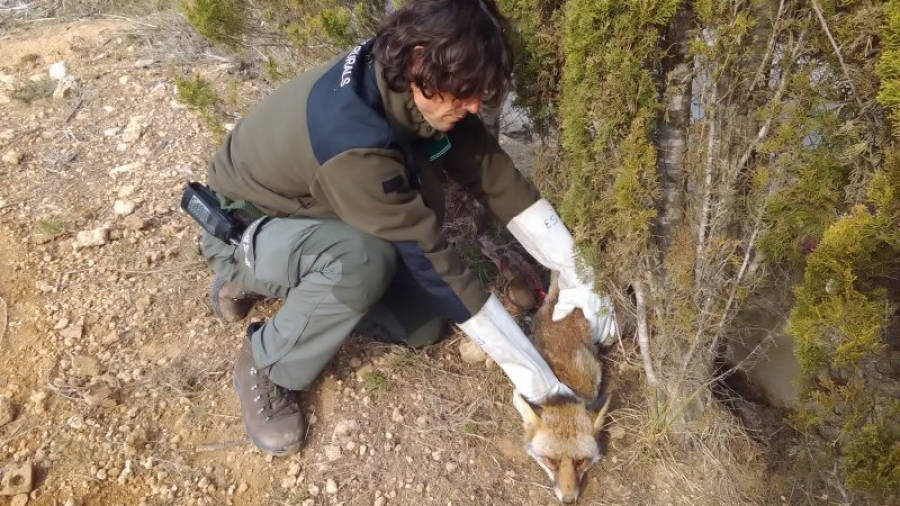 Un agente en el momento de recoger al zorro gravamente herido en la pierna. Foto: Cós d´Agents Rurals