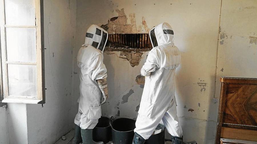 Els dos apicultors fent un forat per treure l’eixam d’abelles al pis. FOTO: ALBA TUDÓ