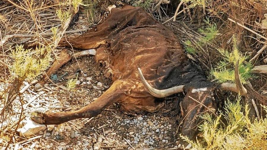 Imatge de la vaca morta Thais, la qual els animalistes van trobar a faltar des d’agost. FOTO: cedida