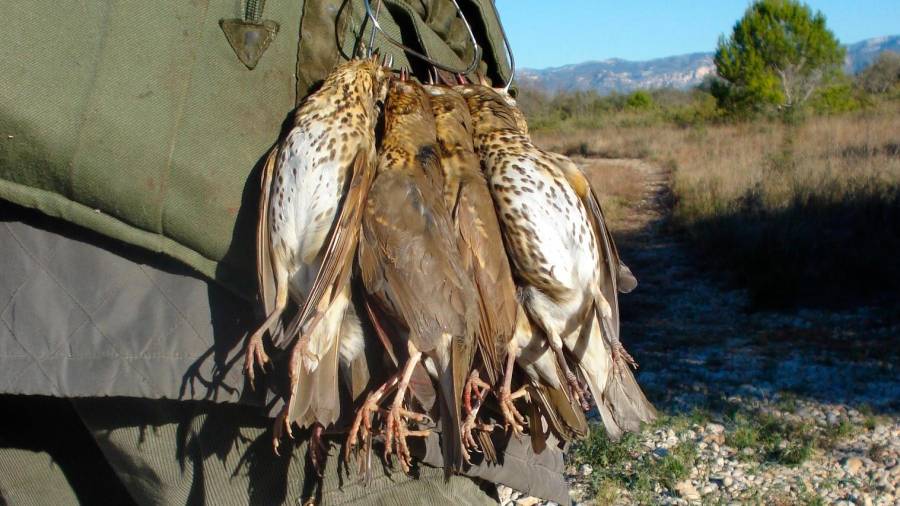 Matar dos pardals d'un tret és una frase maltractadora.
