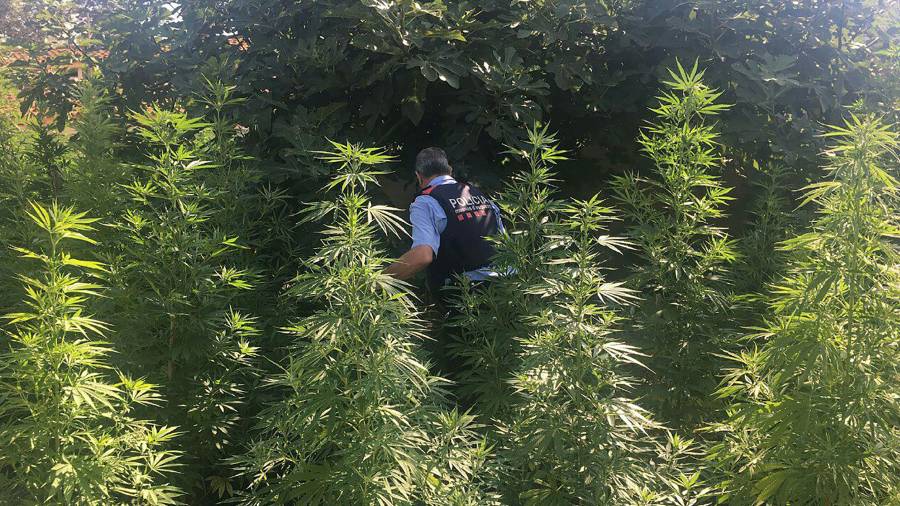 Un agente de los Mossos camina entre el 'bosque' de plantas de marihuana. FOTO: CME