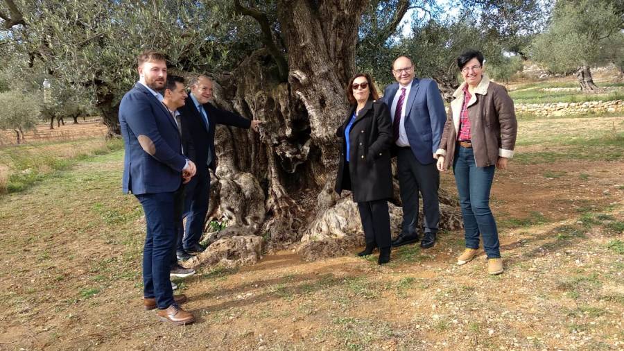 Els subdelegats també van visitar les oliveres mil·lenàries. Foto: Taula del Sénia