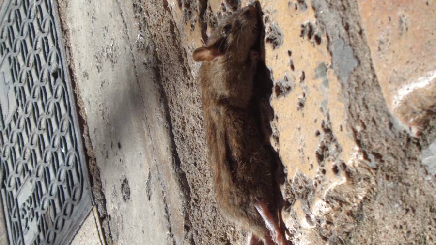 Rata morta a les Cols. Foto: J.B.