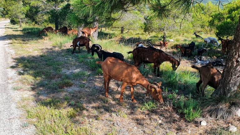 Un ramat de cabres netejant els vorals del camí de Montagut, a Querol. Foto: Ajuntament de Querol/DT