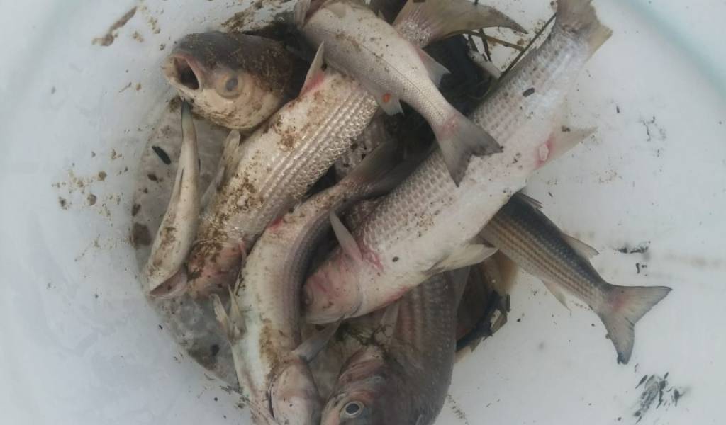 El vertido de aguas fecales provoca una mortandad de peces en la riera de la Bisbal en El Vendrell