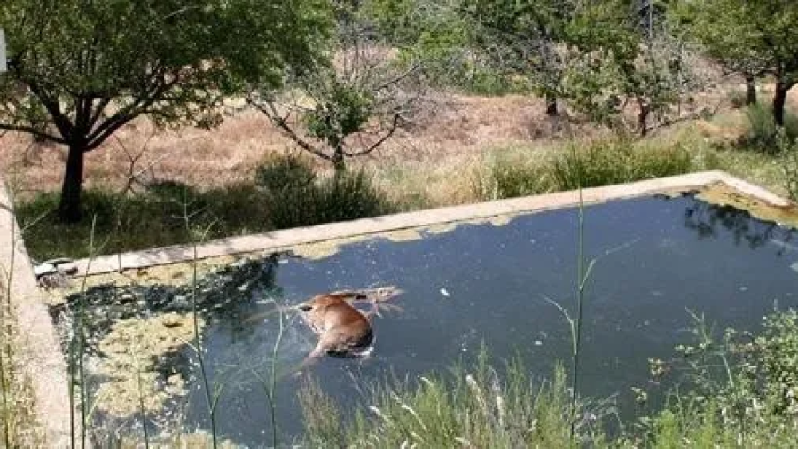 Un corzo muerto en una balsa de riego. Imagen de archivo.