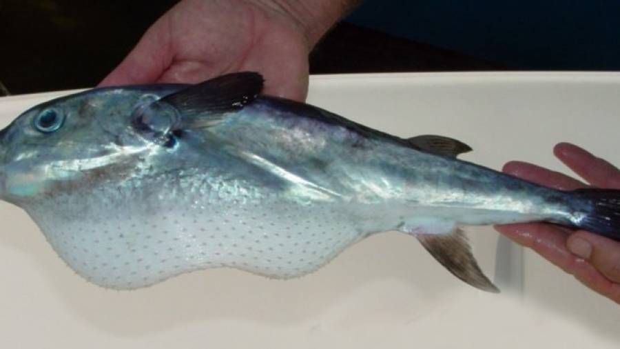 El pez globo tiene las toxinas principalmente en el hígado y órganos sexuales. Foto: Departament d´Agricultura