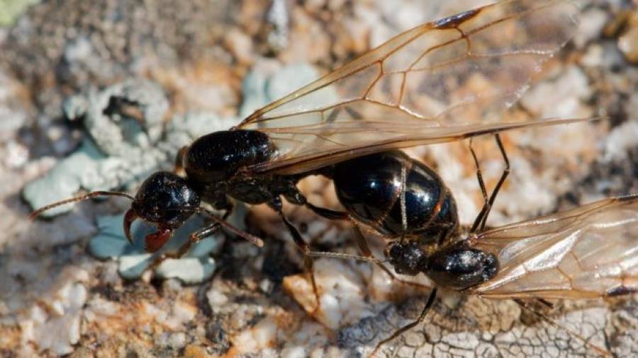 Ejemplar de hormiga voladora, que este viernes ha llegado en masa a Tarragona.