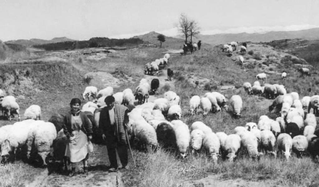 VIDEO: Cunit recupera la ruta de las ovejas al Pirineo