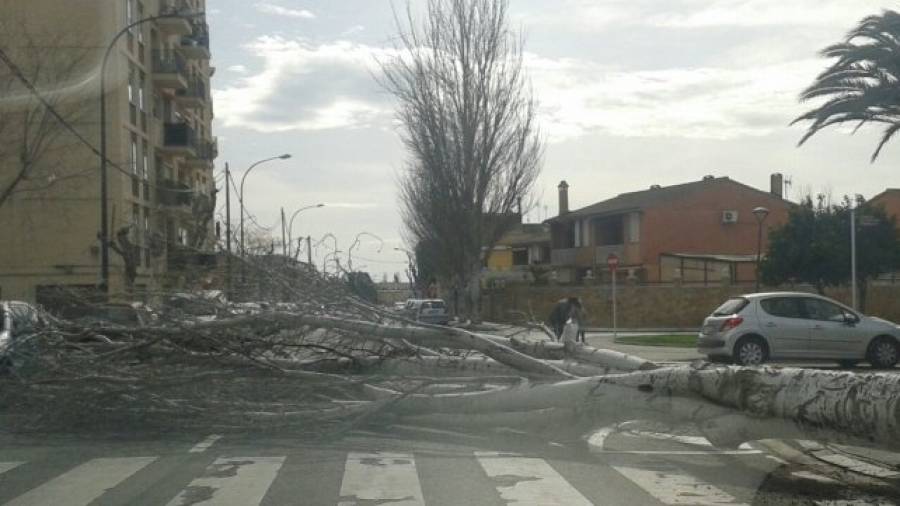 Imagen del árbol caído por culpa del viento en la calle Astorga, el pasado lunes sobre las 12.15 horas. Foto: DT