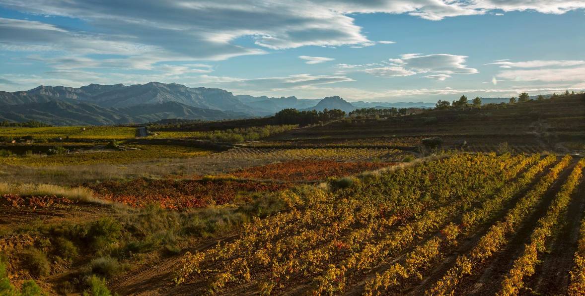 El vi és una de les banderes de la Terra Alta. Foto: Cedida El vi és una de les banderes de la Terra Alta. Foto: Cedida