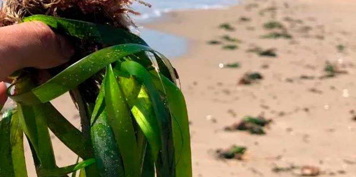 Una planta de posidonia Una planta de posidonia