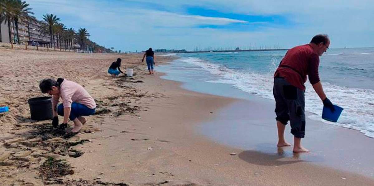 Miembros del CREAC recogieron esquejes de posidonia arrastrados por las olas. Miembros del CREAC recogieron esquejes de posidonia arrastrados por las olas.