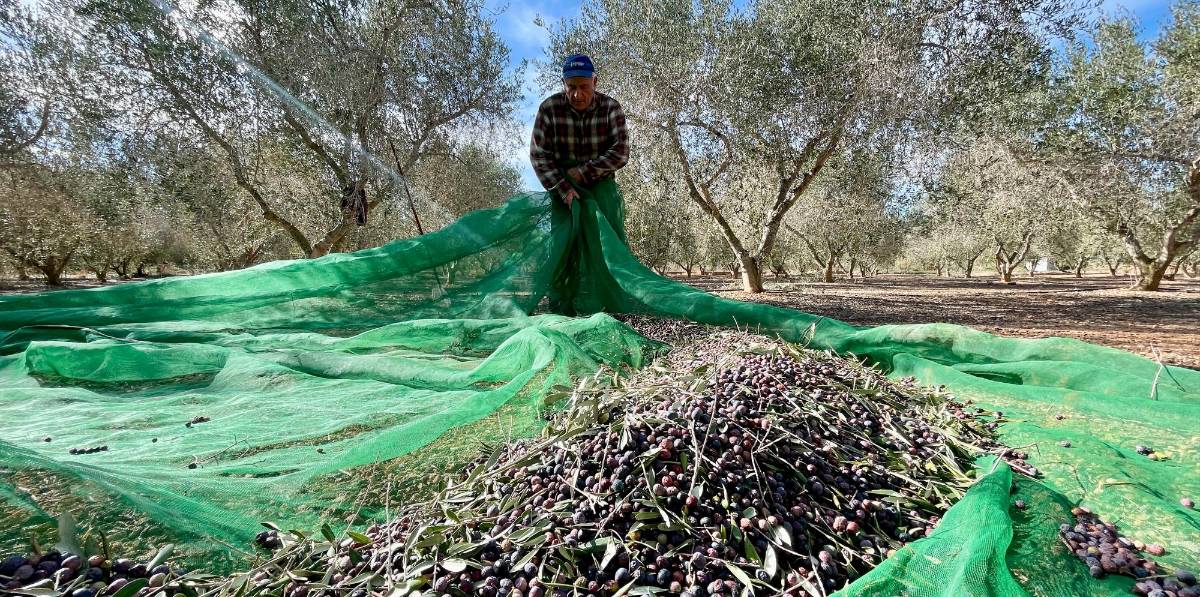 0302-olives-pagesos-alba-marine-11_241-1500329_20240203084416.jpg