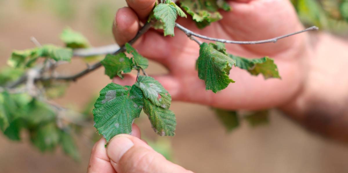 La sequía se hace visible en las hojas de los árboles que aún quedan vivos, que son más estrechas y también enferman. Foto: Alba Mariné La sequía se hace visible en las hojas de los árboles que aún quedan vivos, que son más estrechas y también enferman. Foto: Alba Mariné
