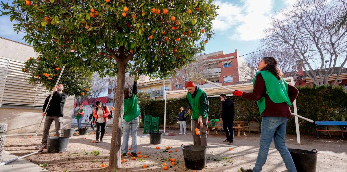 Voluntarios de la entidad ‘Espigoladors’ recolectando naranjas en Torredembarra. Foto: Marc Bosch Voluntarios de la entidad ‘Espigoladors’ recolectando naranjas en Torredembarra. Foto: Marc Bosch
