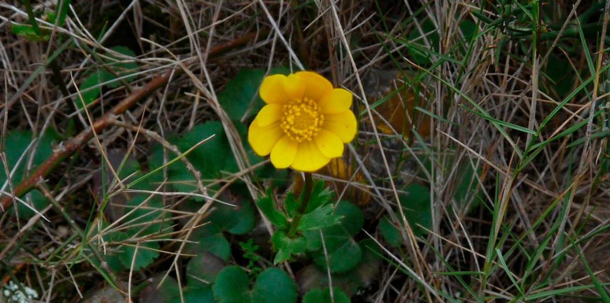 La Anemone Palmata. La Anemone Palmata.