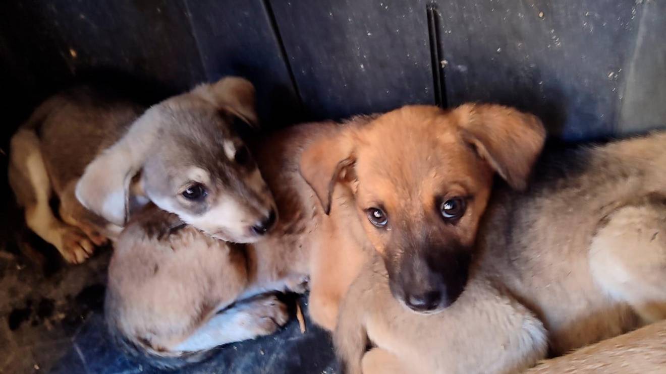 Dos de los canes rescatados por agentes de la Policía Local de Constantí. Foto: cedida