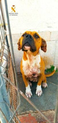 Uno de los perros en mal estado. Foto: Guardia Civil