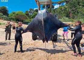 Un ejemplar adulto sacado del agua este mayo en las playas de Girona. Foto: Fundació CRAM