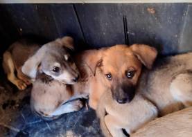 Dos de los canes rescatados por agentes de la Policía Local de Constantí. Foto: cedida
