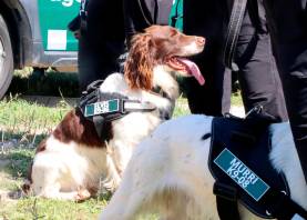 Algunos de los perros del Grup Especial Caní (GEK9) del cuerpo de Agents Rurals. Foto: ACN