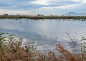 Una zona d’aiguamolls al delta de l’Ebre, amb una gran biodiversitat. Foto: Joan Revillas